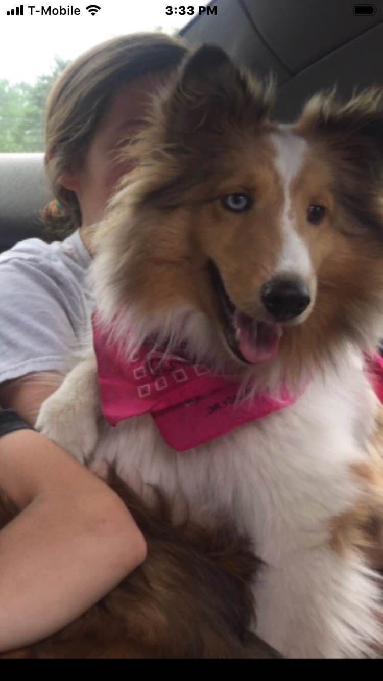 Shetland Sheepdog Puppies breeder image 23