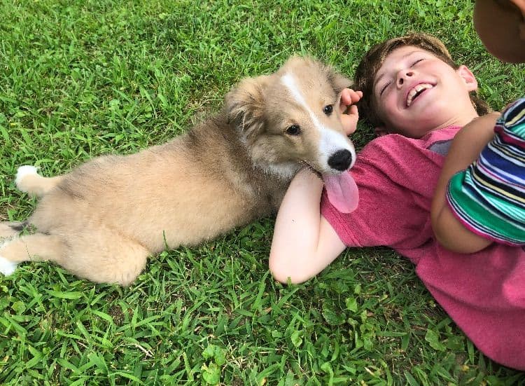 Shetland Sheepdog Puppies breeder image 12