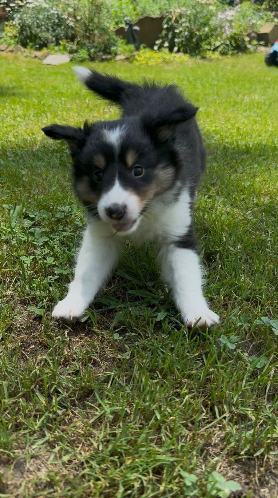 Shetland Sheepdog Puppies breeder image 24