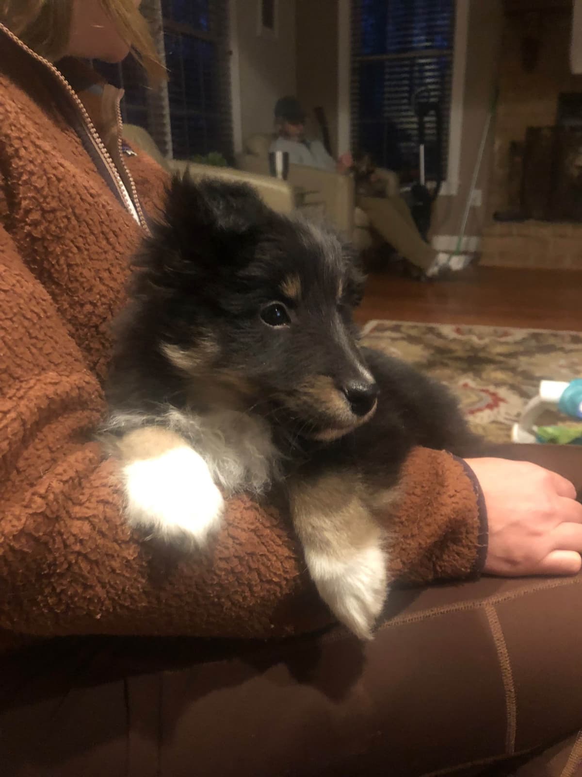 Shetland Sheepdog Puppies breeder image 19