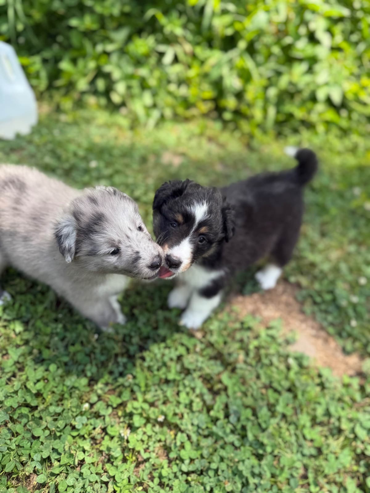 Shetland Sheepdog Puppies breeder image 25