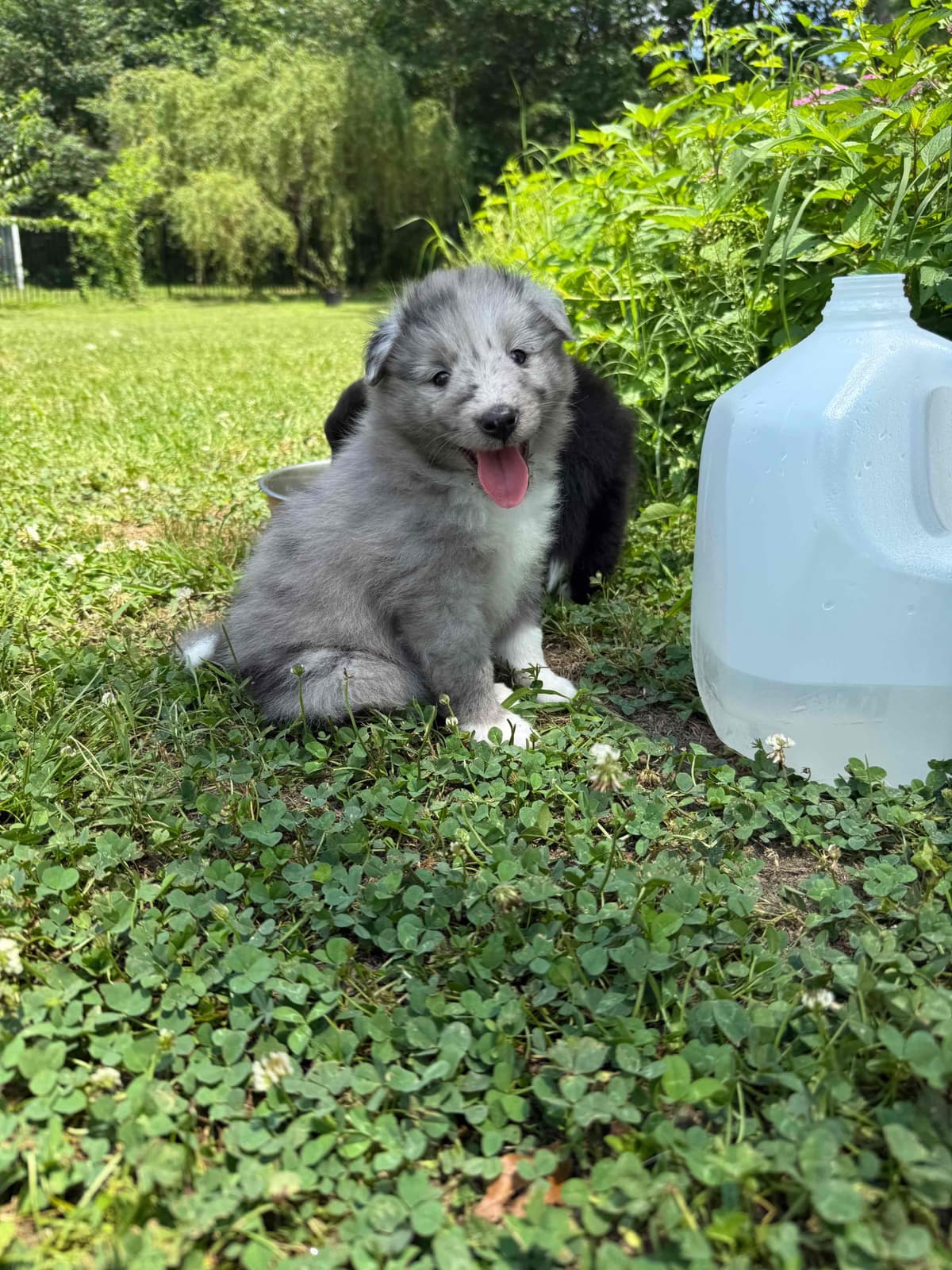 Shetland Sheepdog Puppies breeder image 26