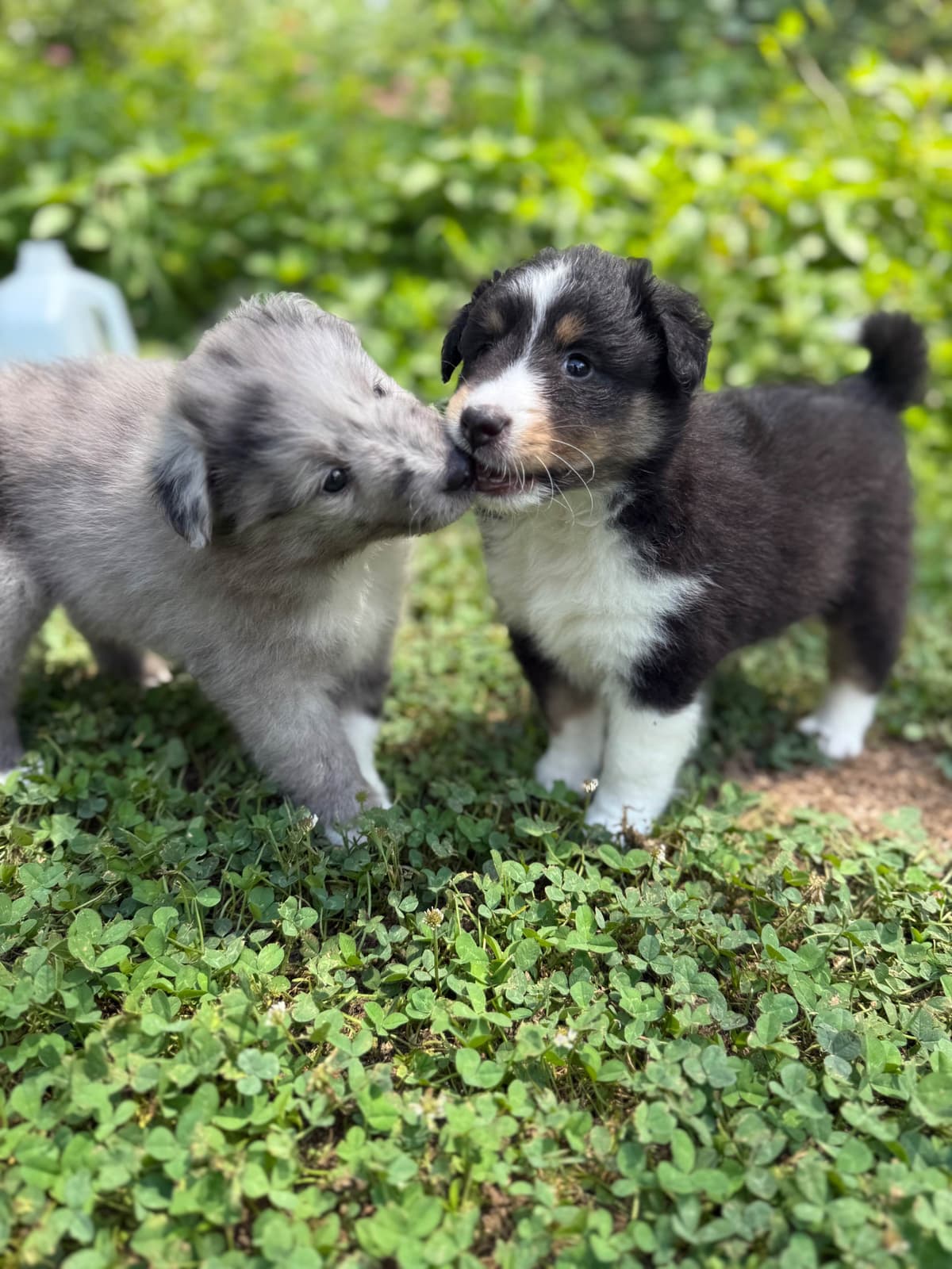 Shetland Sheepdog Puppies breeder image 27