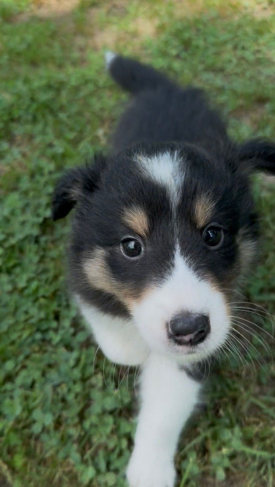 Shetland Sheepdog Puppies breeder image 28