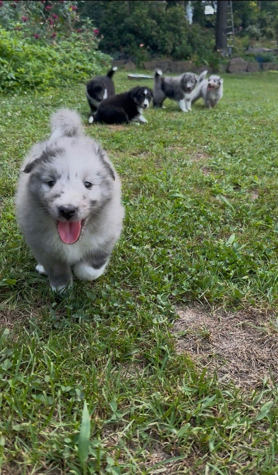Shetland Sheepdog Puppies breeder image 29