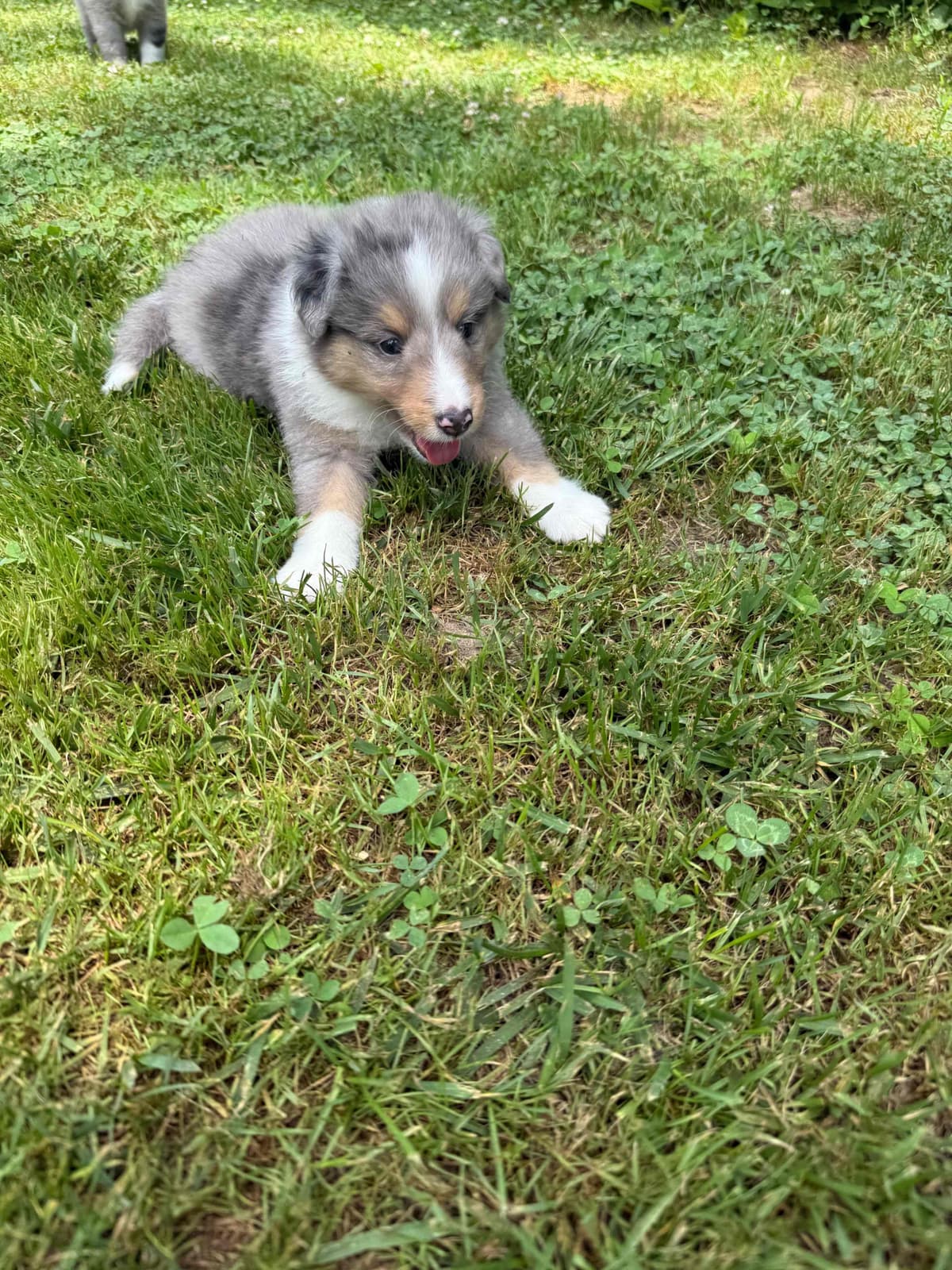 Shetland Sheepdog Puppies breeder image 30