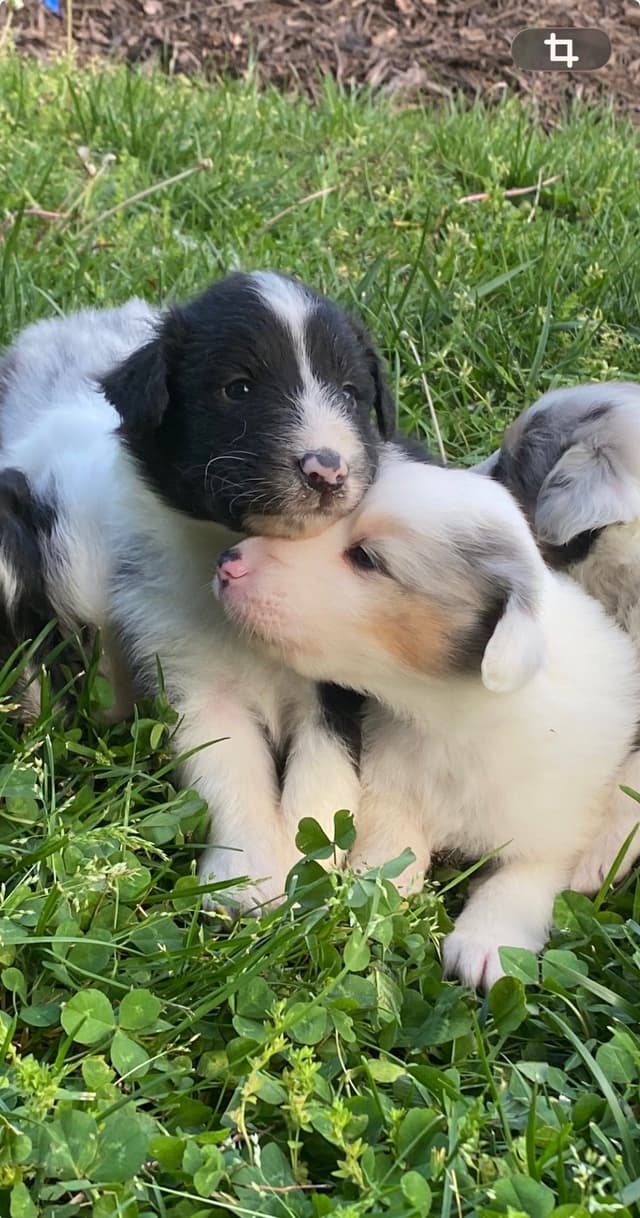 Shetland Sheepdog Puppies media 2