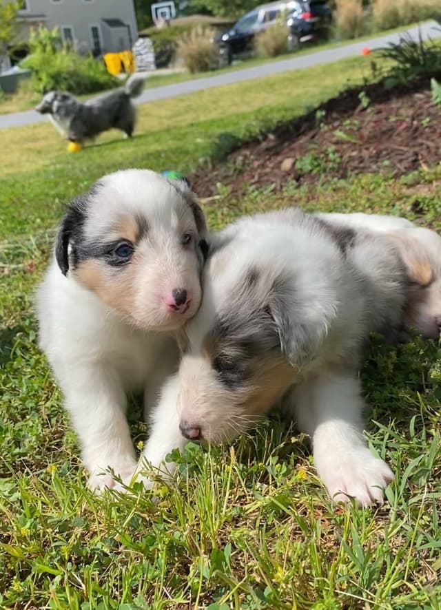Shetland Sheepdog Puppies media 8