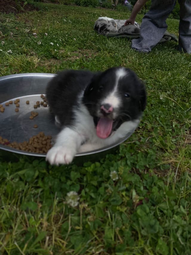 Shetland Sheepdog Puppies media 7