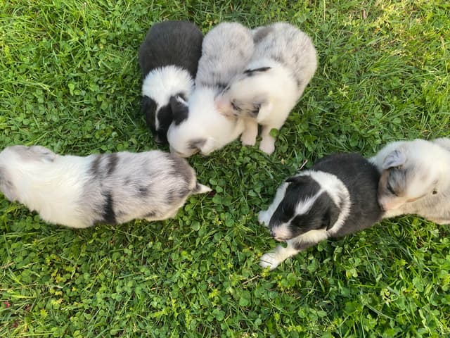 Shetland Sheepdog Puppies media 5