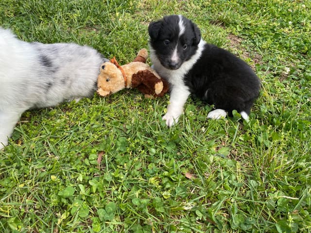 Shetland Sheepdog Puppies media 4