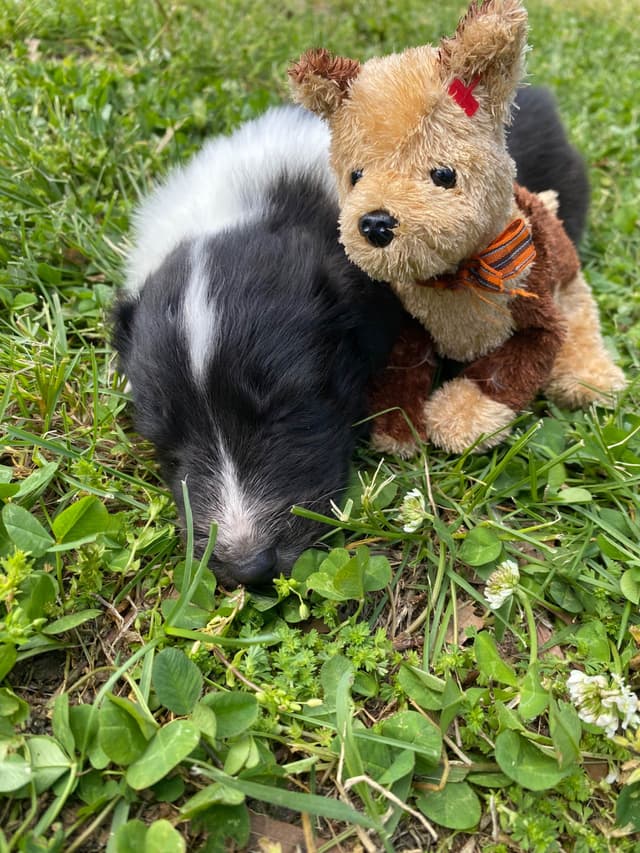 Shetland Sheepdog Puppies media 6