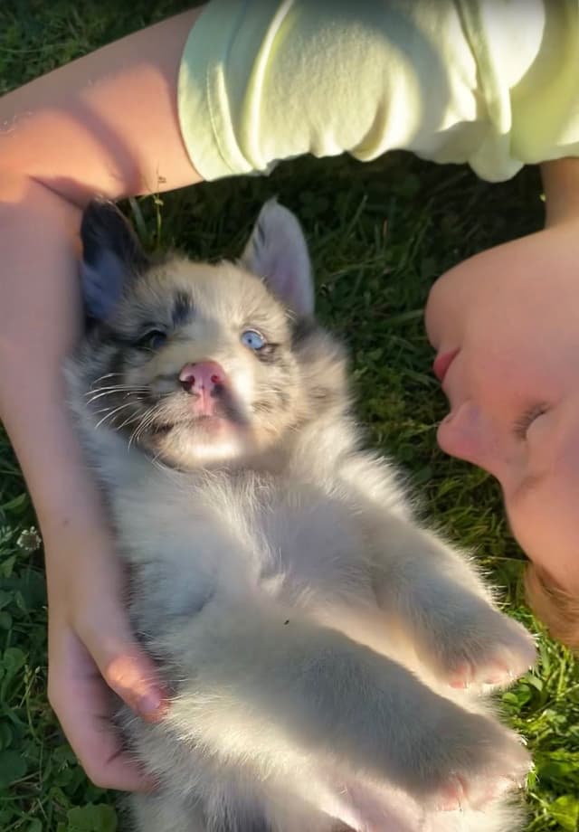 Shetland Sheepdog Puppies media 9
