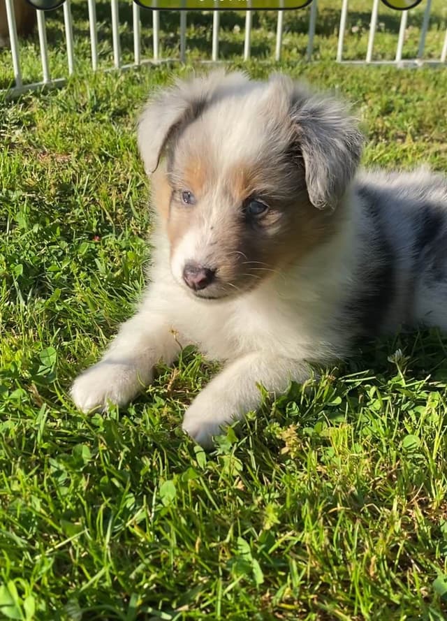 Shetland Sheepdog Puppies media 17
