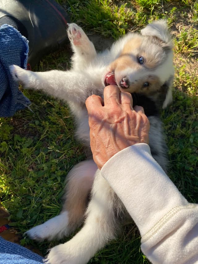 Shetland Sheepdog Puppies media 13