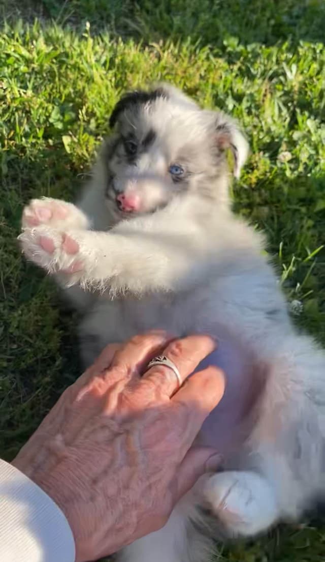 Shetland Sheepdog Puppies media 11