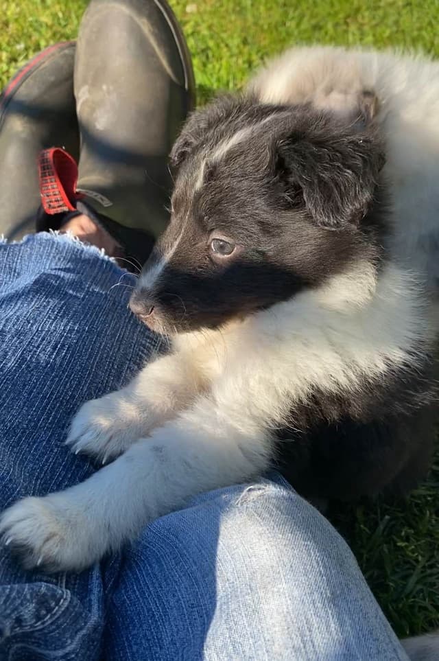Shetland Sheepdog Puppies media 12