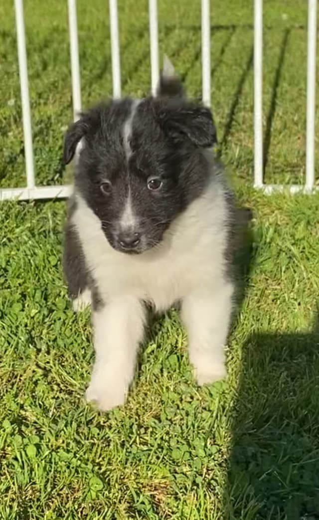 Shetland Sheepdog Puppies media 14