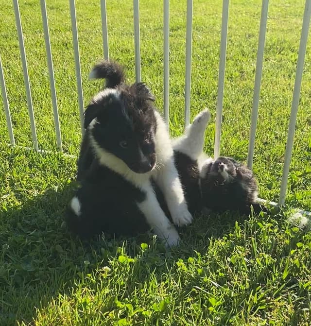 Shetland Sheepdog Puppies media 10