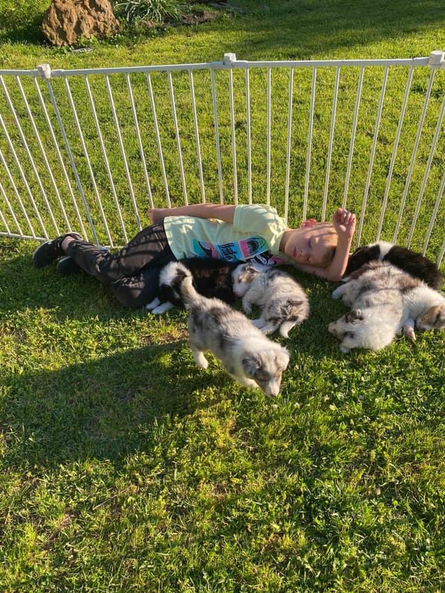 Shetland Sheepdog Puppies media 15