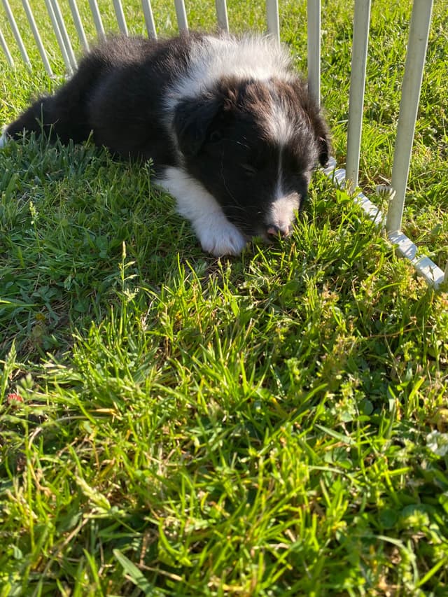Shetland Sheepdog Puppies media 16