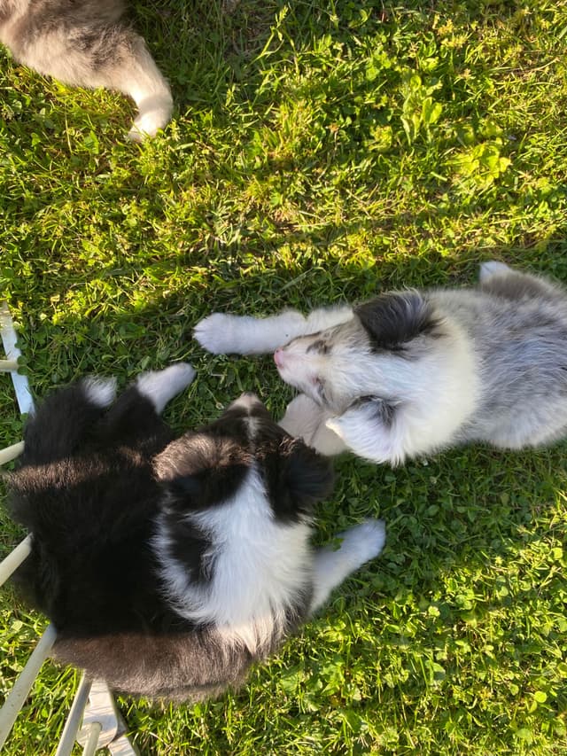 Shetland Sheepdog Puppies media 19