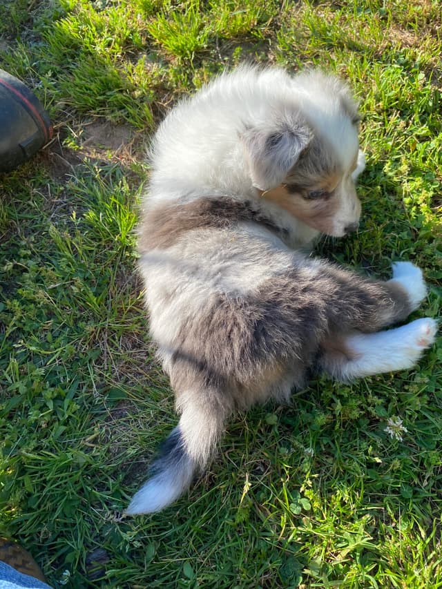Shetland Sheepdog Puppies media 20