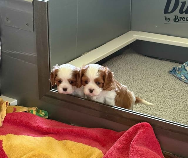 Cavalier King Charles Spaniel Puppies media 2