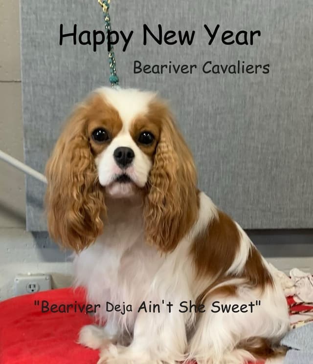 Cavalier King Charles Spaniel Puppies media 3