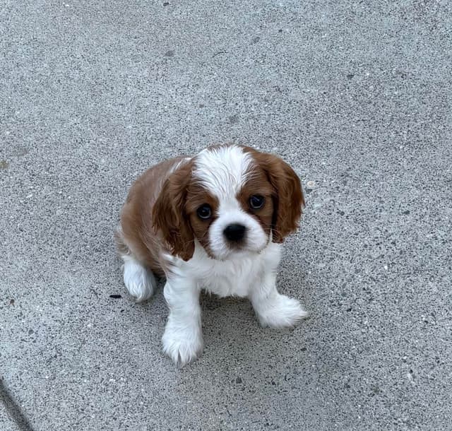 Cavalier King Charles Spaniel Puppies media 3