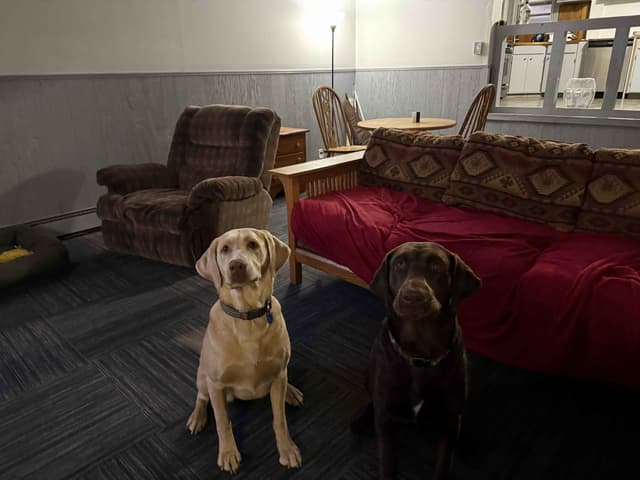 Labrador Retriever Puppies media 4
