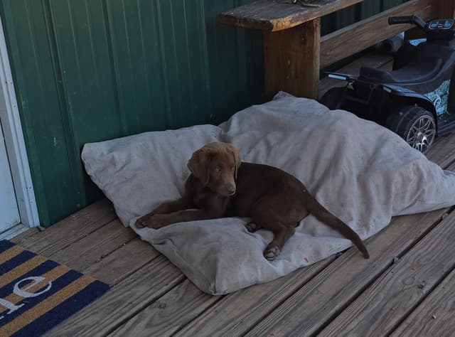 Labrador Retriever Puppies media 7