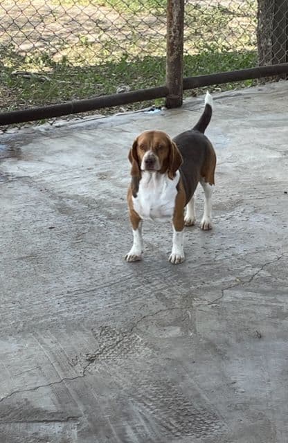 Beagle Puppies breeder image 2