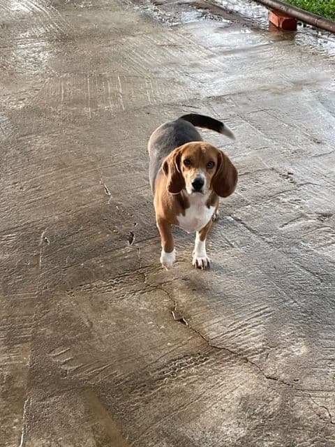 Beagle Puppies breeder image 1