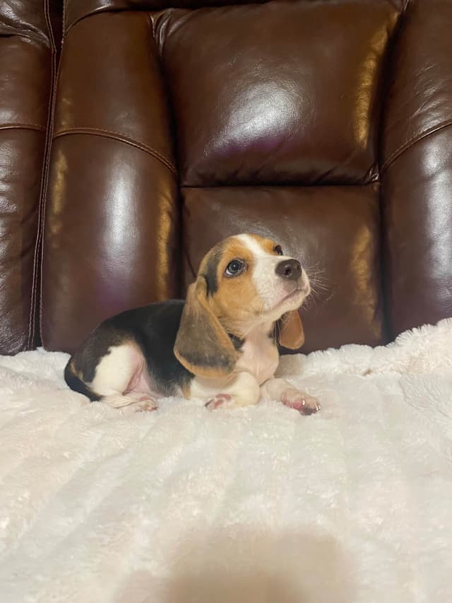 Beagle Puppies media 2