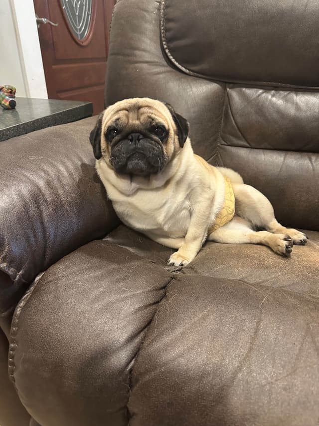 Brindle Pug Puppies media 2