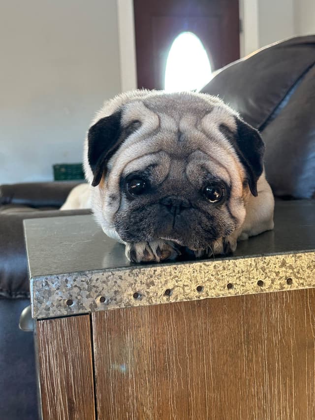 Brindle Pug Puppies media 3