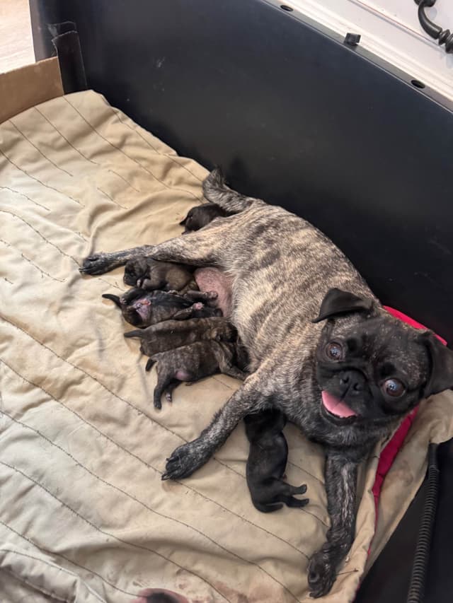 Brindle Pug Puppies media 4
