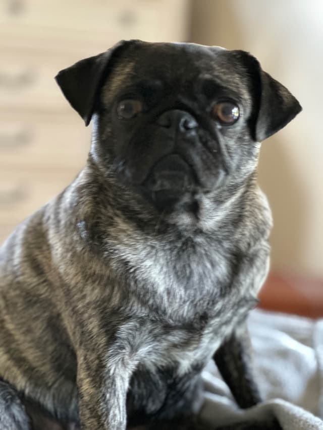 Brindle Pug Puppies media 5