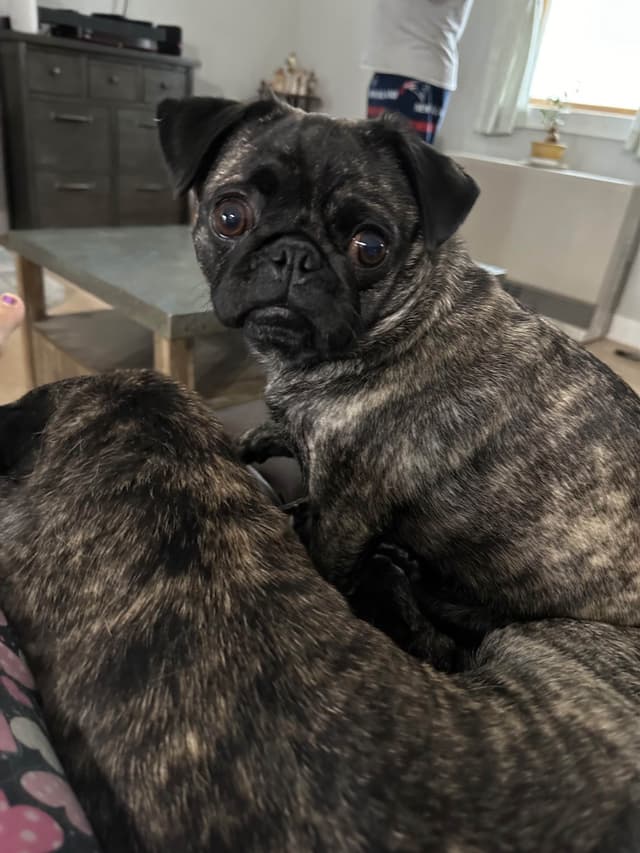 Brindle Pug Puppies media 6