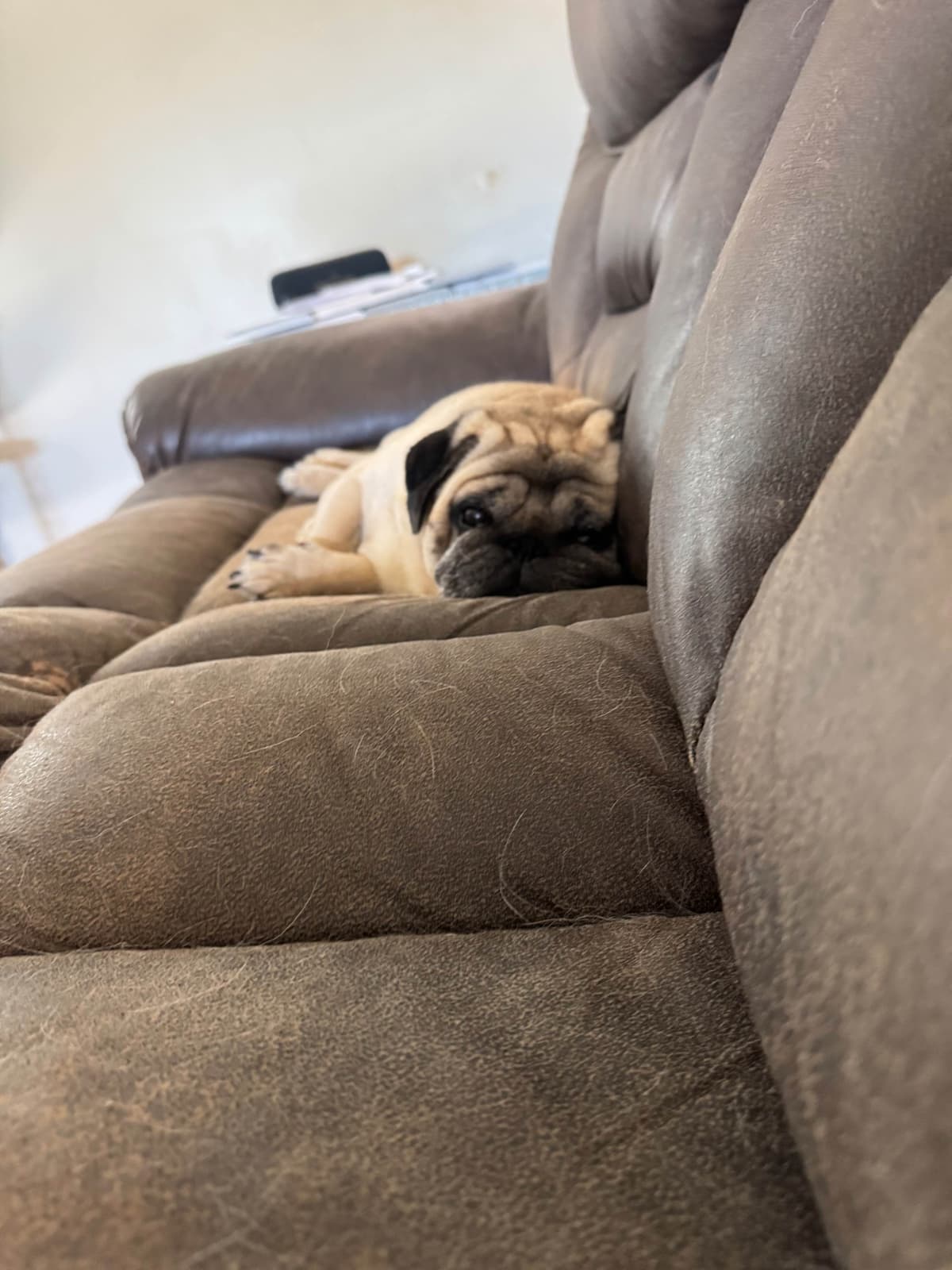 Brindle Pug Puppies breeder image 1