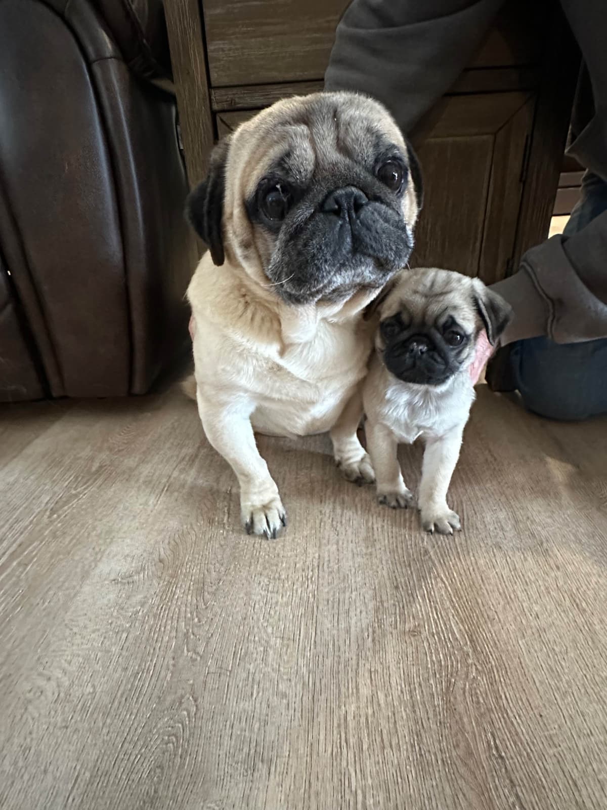 Brindle Pug Puppies breeder image 3