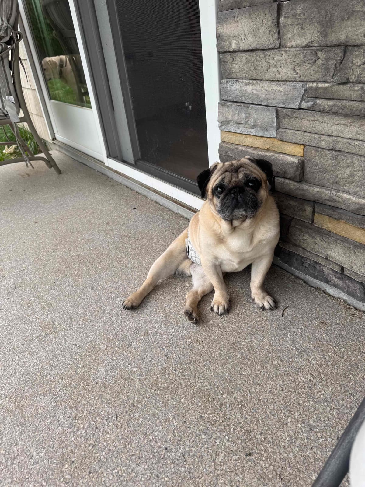 Brindle Pug Puppies breeder image 4