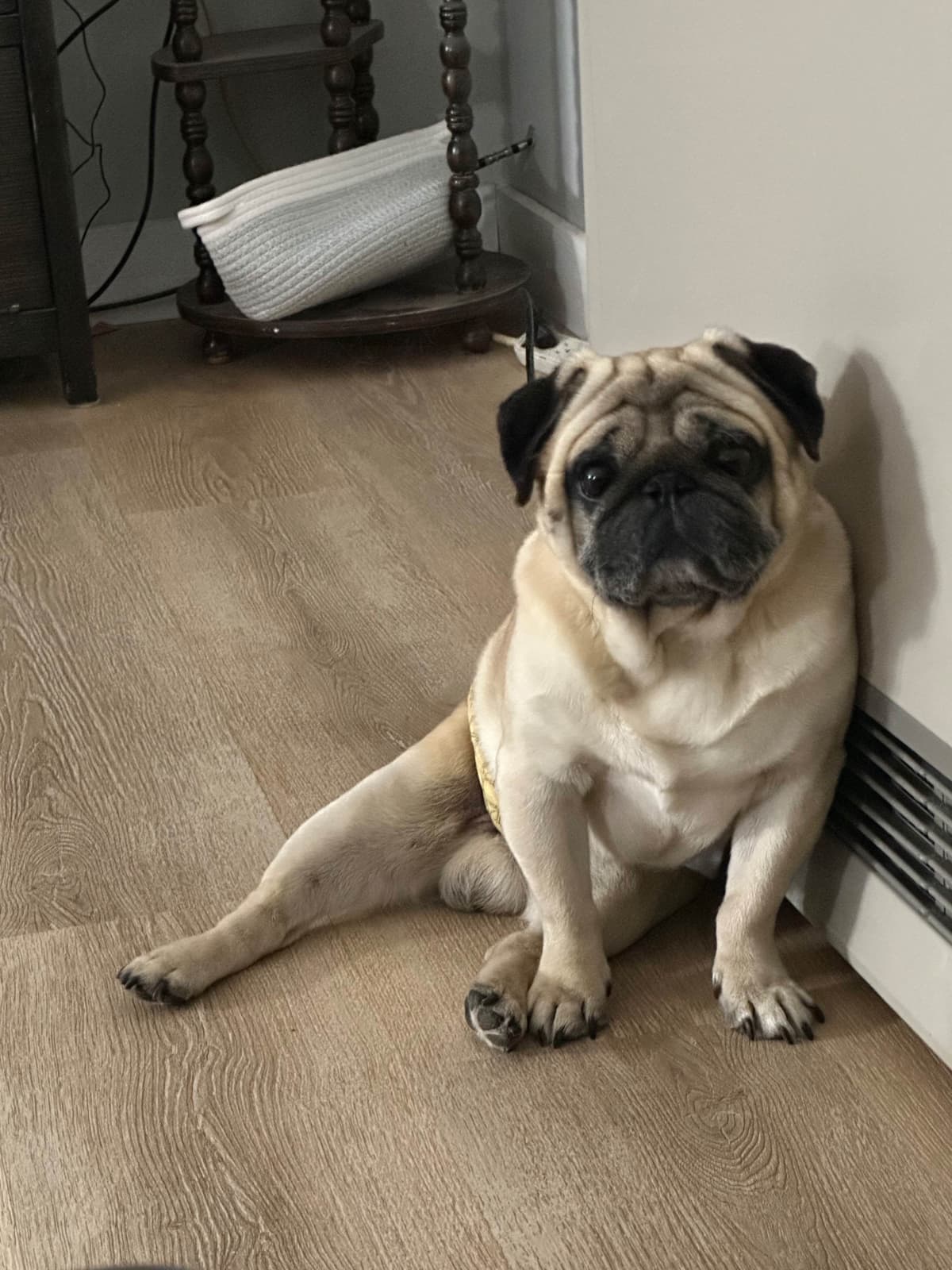 Brindle Pug Puppies breeder image 5