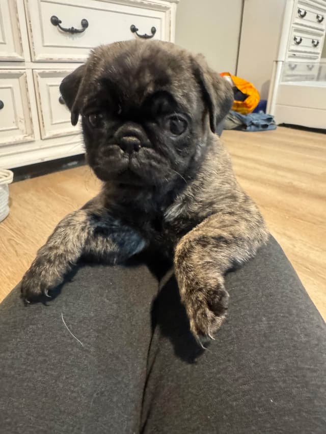 Brindle Pug Puppies media 7