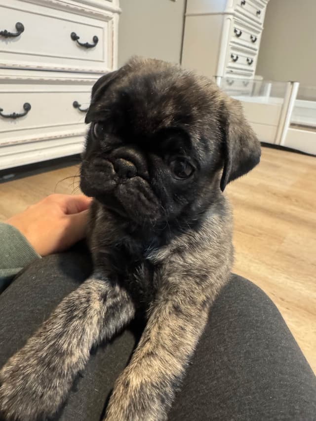 Brindle Pug Puppies media 8