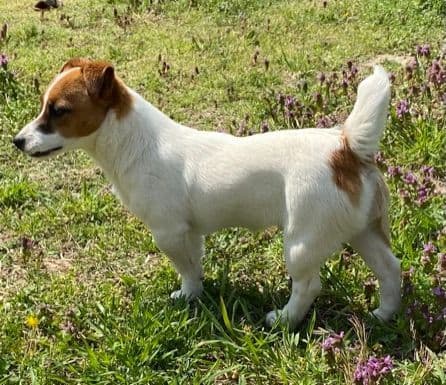 Russell Terrier Puppies breeder image 1