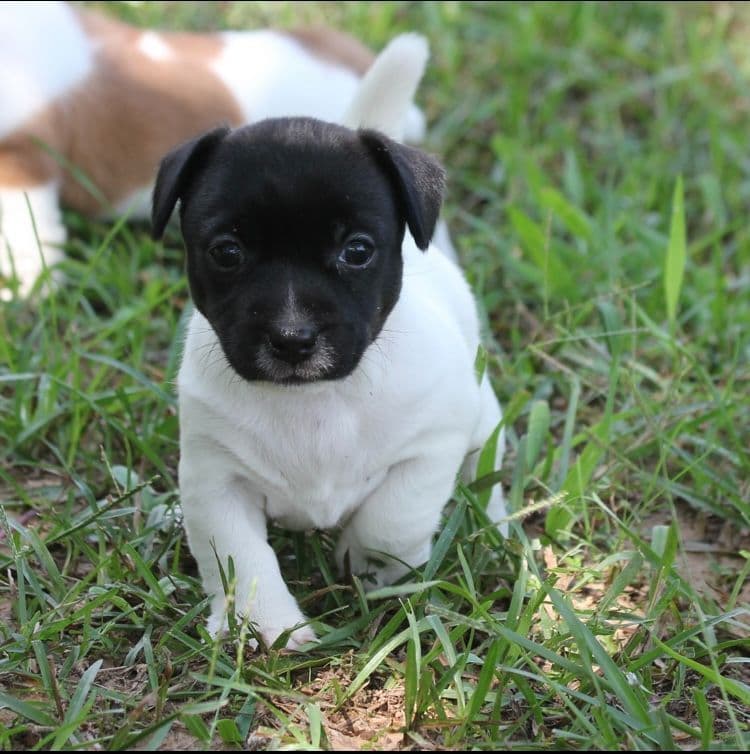 Russell Terrier Puppies breeder image 2