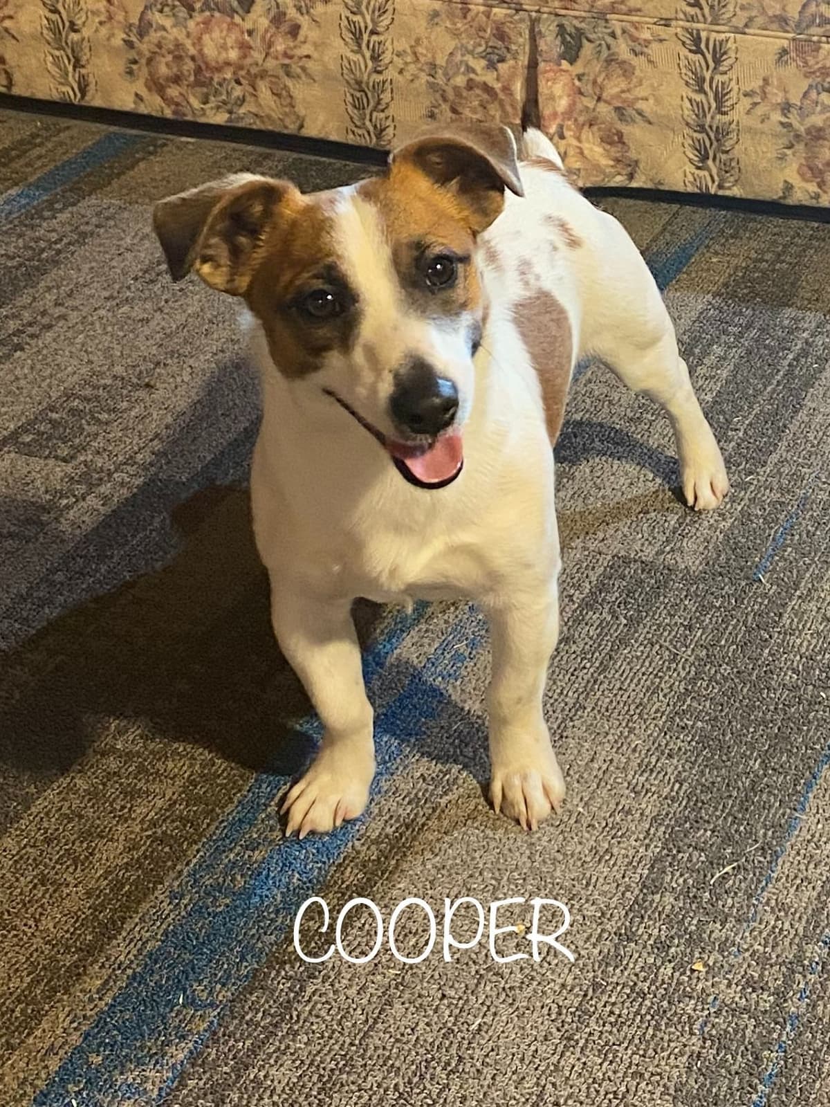 Russell Terrier Puppies breeder image 4