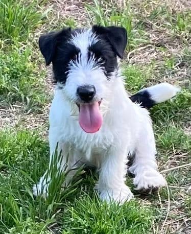 Russell Terrier Puppies breeder image 5